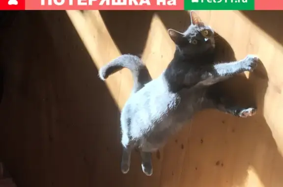 Кошки потеряшки, Москва, фото: Потеряшка кошка на Речной улице, Подлипки