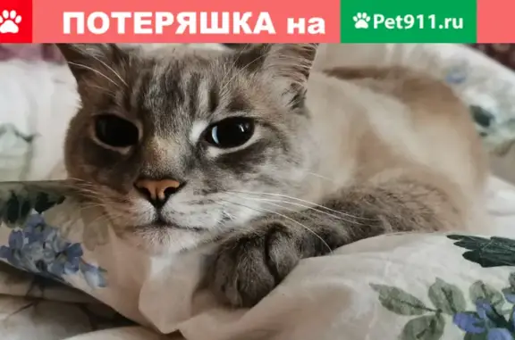 Пропал кот во Владивостоке, Малый Улисс, ул. Коммунаров.