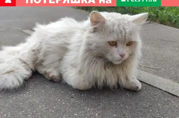 Пропала кошка Белый на Заречной улице, дом Марусино