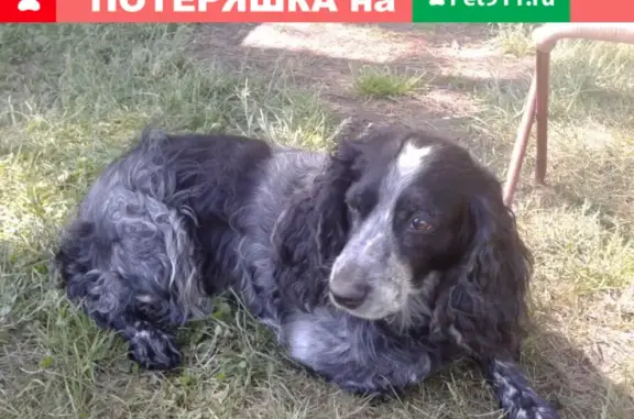 Собаки потеряшки, , фото: Потеряшка собака 