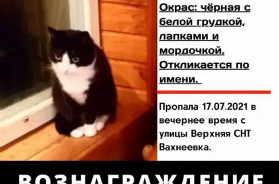 Пропала кошка в СНТ Вахнеевка, Московская область