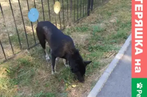 Найдена собака на Бассейной улице, СПб.