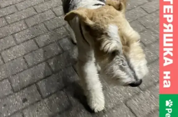Найден добрый пес в районе Вагонки