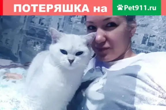 Пропала кошка на Приволжской улице в Татарстане.