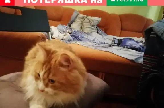 Кошки потеряшки, Санкт-Петербург, фото: Потеряшка рыжий кот на улице Верности