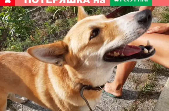 Собака Рыжая лайка найдена в Карелии