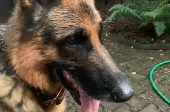 Найдена собака в Ильинском, МО, на улице Наты Бабушкиной
