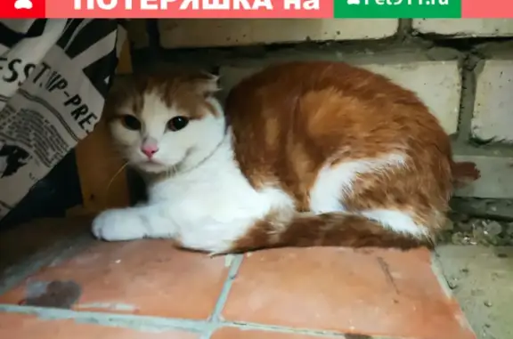Найден кот в Волжском районе, Саратов.
