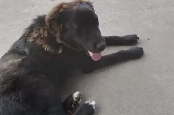 Найдена собака на остановке Нижнее Велино