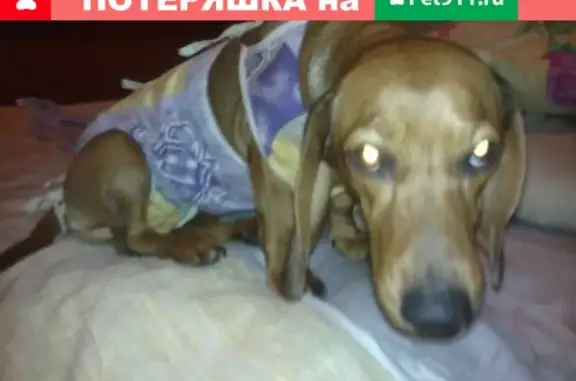 Пропала собака Кира возле магазина Стрелец, ул. Горького.