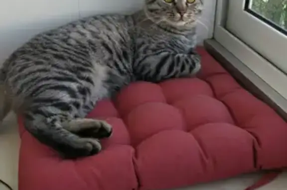 Кошки потеряшки, Москва, фото: Потеряшка кошка Гоча. Награда! (Адрес: 14, Сколковское шоссе, Москва)