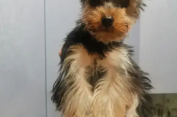 Собаки потеряшки, , фото: Потеряшка собака Герда в деревне Остров, Кимрский р-н.