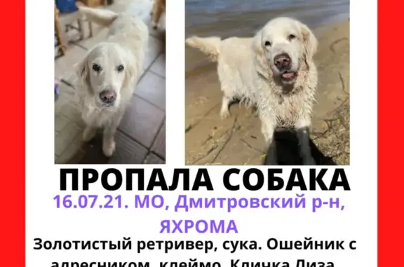 Пропала собака Лиза, золотистый ретривер, адрес в Дмитрове