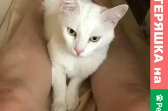 Кошки потеряшки, Мурманск, фото: Потеряшка кошка в Мурманске, Якорный переулок.