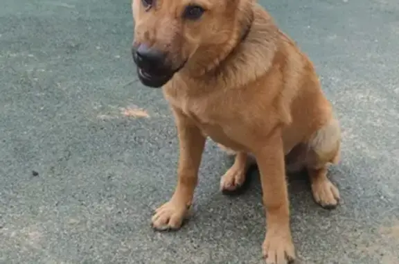 Найдена собака с ошейником в Южном Медведково, ул. Молодцова 16А