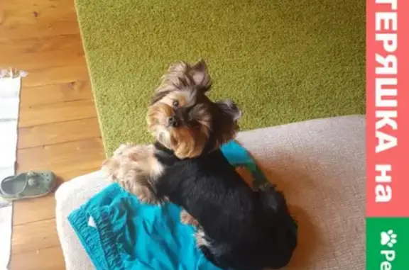 Собаки потеряшки, Майминское, фото: Потеряшка собака на Чуйском тракте, Р-256, 249 км.