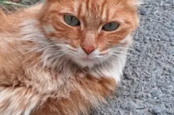 Найдена доброжелательная кошка в Калининском районе