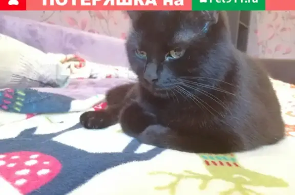 Найдена кошка возле 5 подъезда на Шипиловской улице