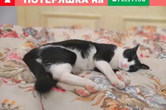 Пропал кот Чипс в посёлке Лесная Купавна, вознаграждение за находку.