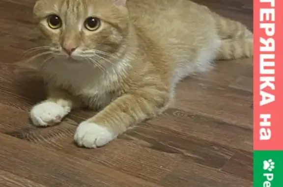 Кошки потеряшки, Уфа, фото: Потеряшка кошка на ул. Софьи Перовской, Уфа, Россия