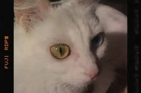 Пропала кошка на Магистральной, 27 в Тамбове.