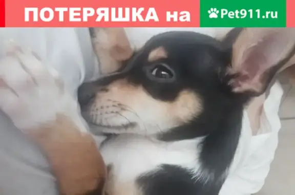 Пропала собака Той терьер по кличке Жорик в Правдинском, Московская обл.