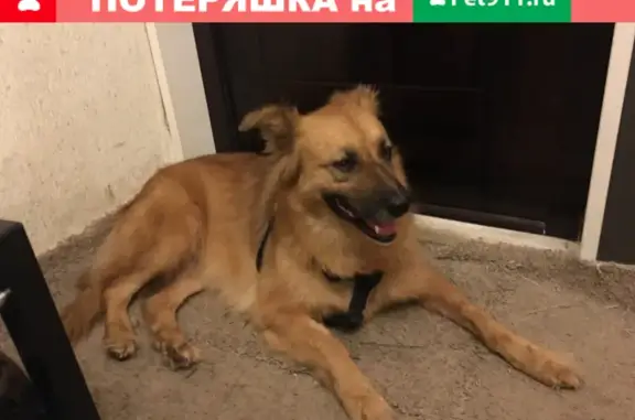 Пропала собака Маня, ул. Судостроительная 27, Москва