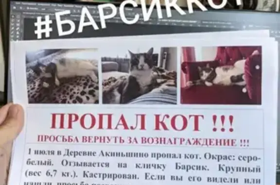 Пропал кот Барсик в деревне Акиньшино, Москва