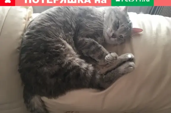 Кошки потеряшки, Тула, фото: Потеряшка кошка на улице Ф.Энгельса, Тула