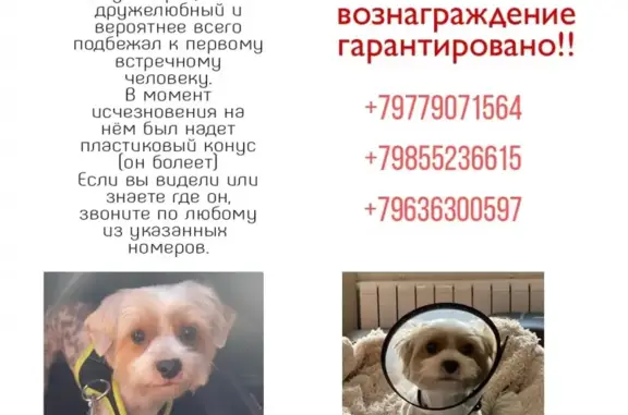 Пропала собака Морти, Ильичёвка-Пучково, Москва