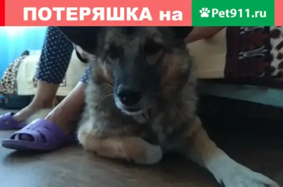 Собаки потеряшки, Краснодар, фото: Потеряшка собака Майя на улице Атарбекова 20.0721