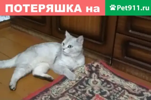 Потерянные животные Таганрог, фото: Пропала кошка на Маршала Жукова, вознаграждение