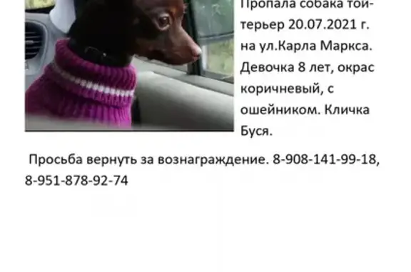 Пропала собака Буся в Семилуках на ул. Карла Маркса