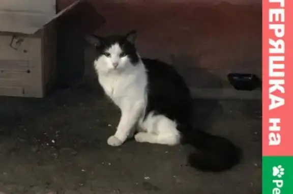 Найдена домашняя кошка около метро 