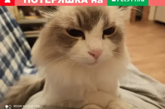 Кошки потеряшки, Новосибирск, фото: Потеряшка кот на Рассветной улице, Новосибирск