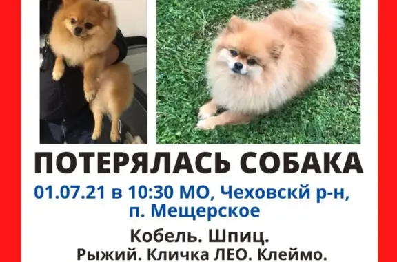 Пропала собака в Мещерском, Чехов, МО.