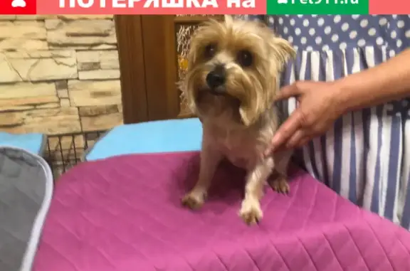 Собаки потеряшки, Воронеж, фото: Потеряшка собака на ул. 45 Стрелковой Дивизии, Воронеж