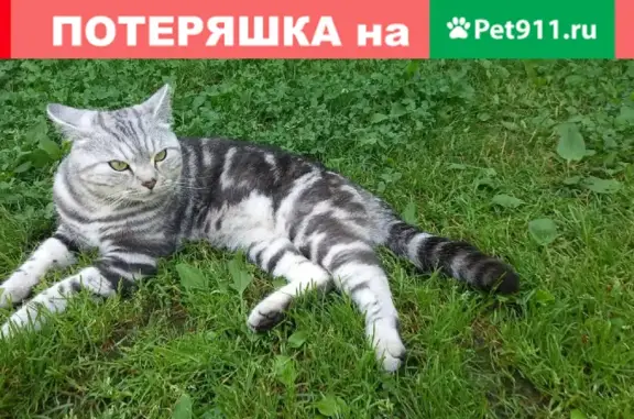 Кошки потеряшки, Ярославль, фото: Потеряшка кошка в СНТ Текстильщик, Ярославская область