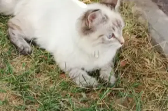 Найдена кошка, Уфа, фото: Найдена кошка в парке Якутова, Уфа