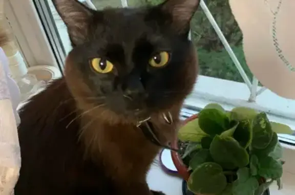 Кошки потеряшки, Чита, фото: Потеряшка кошка на Красноярской32, зовут Люцик (Чита)