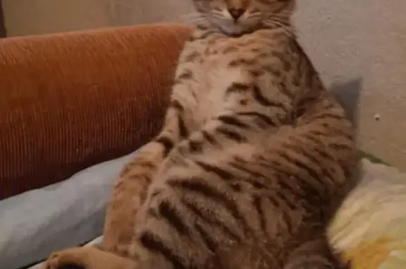 Кошки потеряшки, Ульяновск, фото: Потеряшка кошка, спрыгнувшая с 3 этажа: нужна помощь! (31, Первомайская улица, Ульяновск)