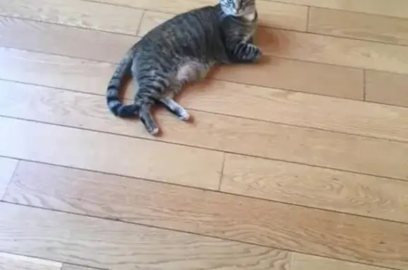 Кошки потеряшки, , фото: Потеряшка кошка Кнопа в районе Митино и Приволья, вознаграждение!