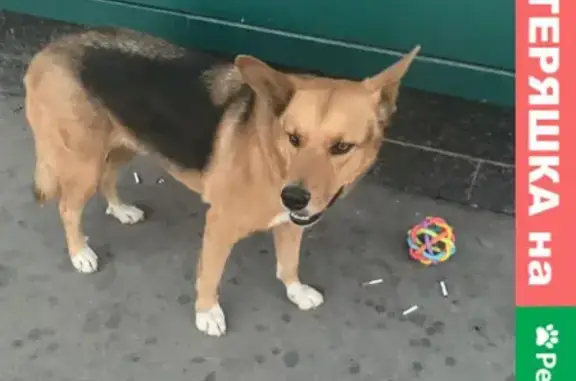 Потерянная собака около ТЦ Рио на Дмитровке