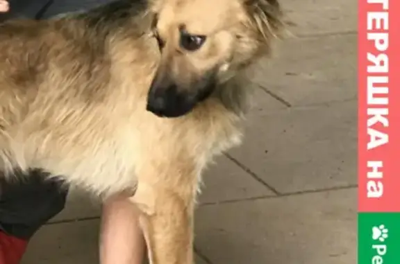 Найдена собака в Москве, ул. Солянка, Метро Китай-город