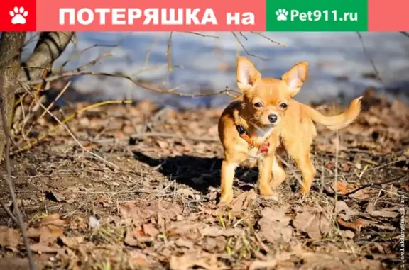 Пропала собака с шишкой на шее в Рублево