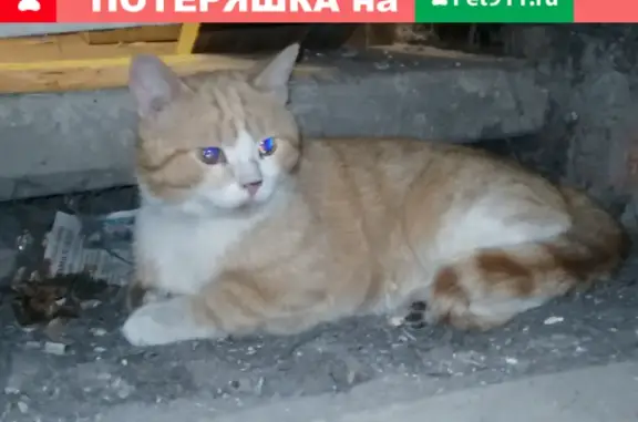 Найден котик на Тихорецком бульваре 2к2