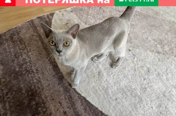 Найдена породистая кошка на Волоколамском шоссе в Румянцево