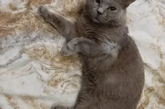 Пропала кошка на Голубых озёрах, Луховицы, Московская область