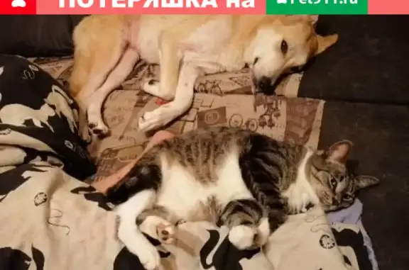 Собаки потеряшки, Санкт-Петербург, фото: Потеряшка собака Метис, нужна таблетка Бравекто: Софийская улица, Санкт-Петербург