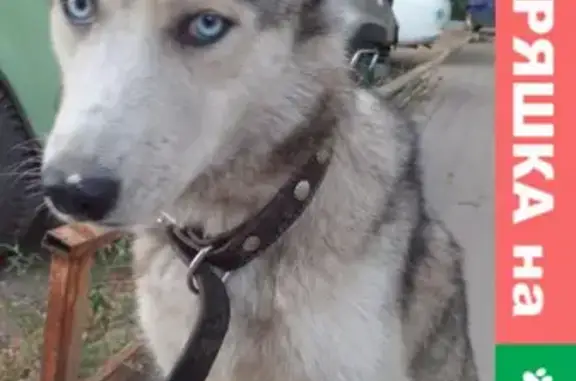 Найдена собака Мальчик в районе Криволученского рынка, Тула